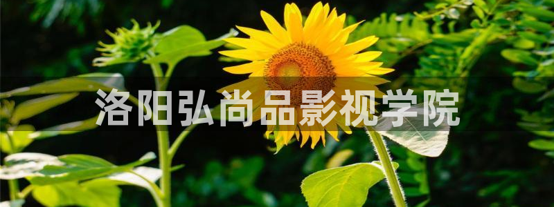 星空影院好看的：洛阳弘尚品影视学院